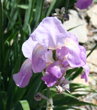 Image copyright 2010 by R.O. & R.A. Robbins