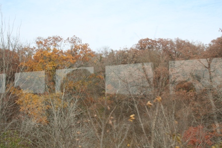 Fall leaves from a train