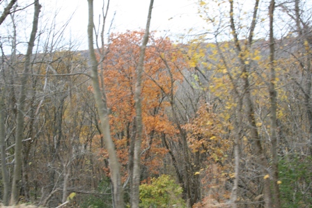 Surprised by orange. Copyright 2008 by R.O. Robbins