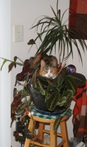 Copyright 2012 by R.A. Robbins