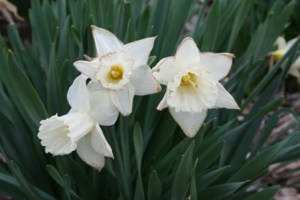 Copyright 2010 by R.A. Robbins