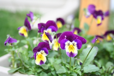 Copyright 2010 R.O. Robbins