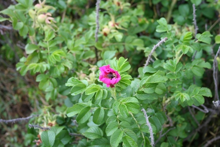 Copyright 2008 by R.A. Robbins