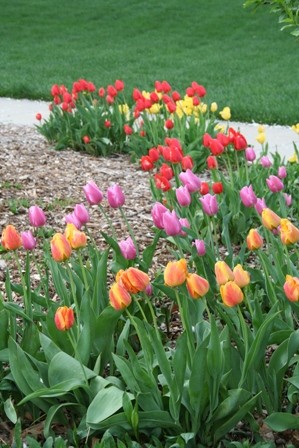 20060418_IMG_0051 tulips resized