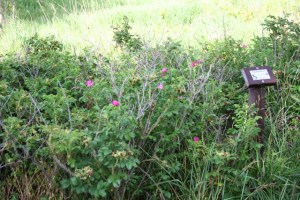 Wild RoseCopyright 2008 by R.O. Robbins