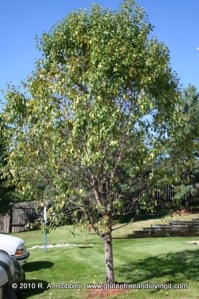 Copyright R.A.. Robbins 2013 