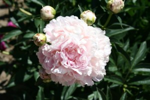 Copyright 2013 by R.A. Robbins