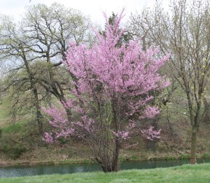 Copyright 2013 by R.A. Robbins