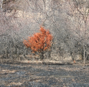 Beauty in a Dying Tree Copyright 2013 by R.A. Robbins