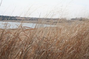 Prairie Pond #2Copyright 2010 by R.O. Robbins