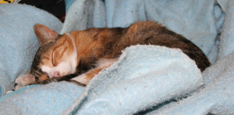 Sleepy Baby Copyright 2012 by R.A. Robbins