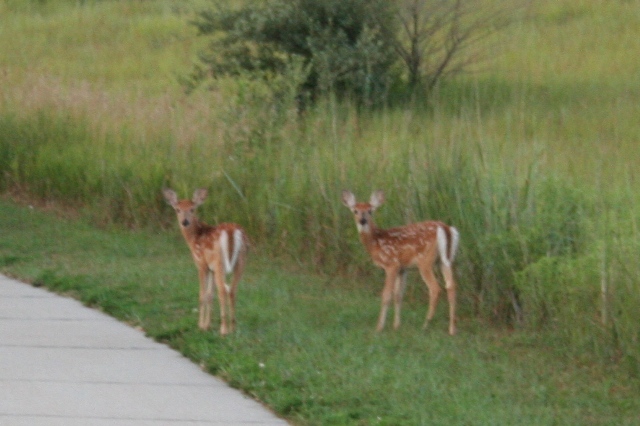Two Little Deers Copyright 2013 by R.A. Robbins