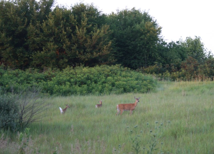 In the Tall Grass Copyright 2013 by R.A. Robbins