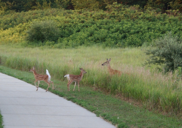 Mom to the Rescue Copyright 2013 by R.A. Robbins