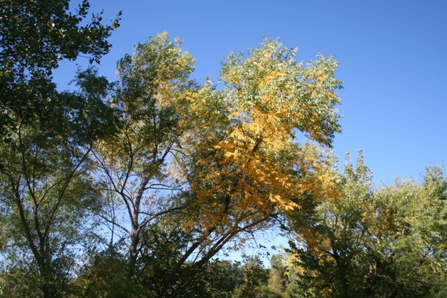 Fall at Chalco #5 Copyright 2013 by R.A. Robbins