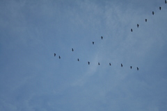 Copyright 2013 by R.O. Robbins