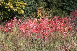 Fall at Chalco #28 Copyright 2013 by R.A. Robbins