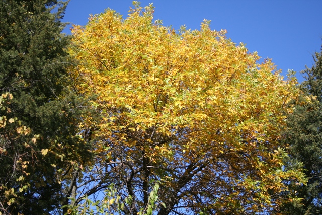 Fall at Chalco #4 Copyright 2013 by R.A. Robbins