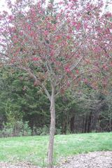 Copyright 2014 by R.A. Robbins