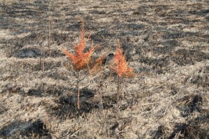 After the Fire Copyright 2013 by R.A. Robbins