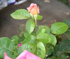 Copyright 2013 by R.A. Robbins