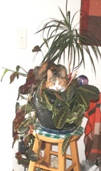 Copyright 2013 by R.A. Robbins