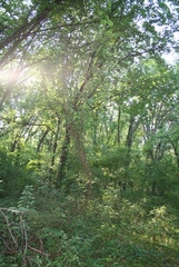 trees with sun resized 20070827_0337