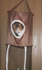 Callie's got her condo back and all's right with the world. Copyright 2013 by R.A. Robbins