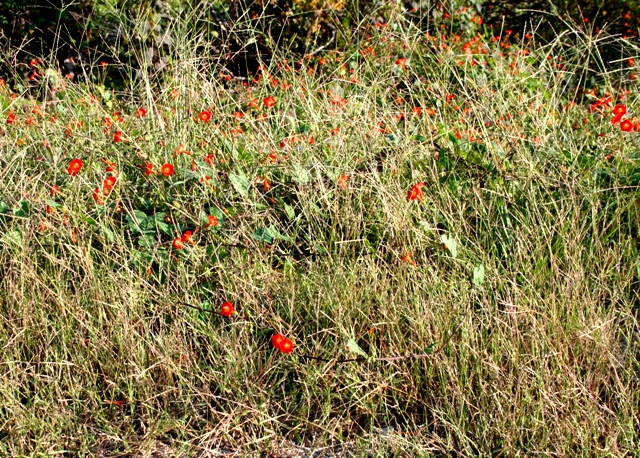 Oklahoma Wildflowers Copyright 2014 by RA Robbins