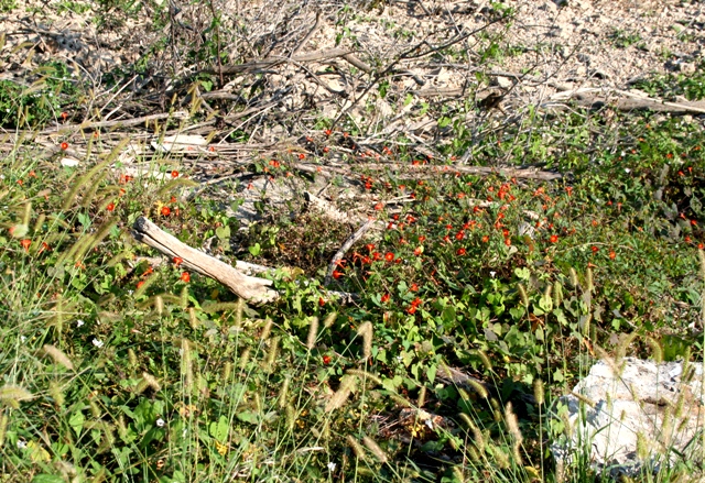 Copyright 2014 by R.A. Robbins