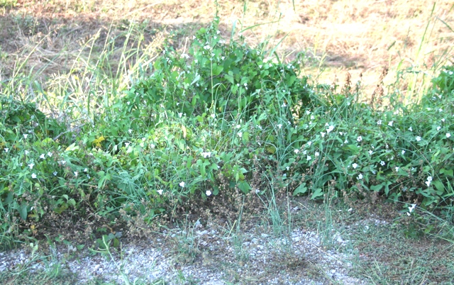 Copyright 2014 by R.A. Robbins