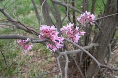 Copyright 2015 by R.A. Robbins