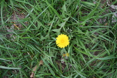 Copyright 2015 by R.A. Robbins