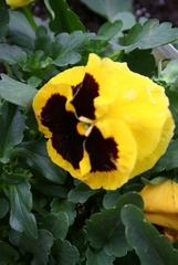 Copyright 2015 by R.A. Robbins