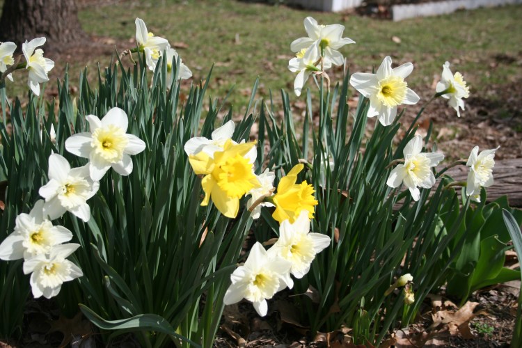 Copyright 2015 by R.A. Robbins