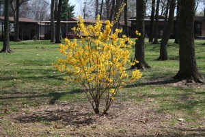 Copyright 2015 by R.A. Robbins