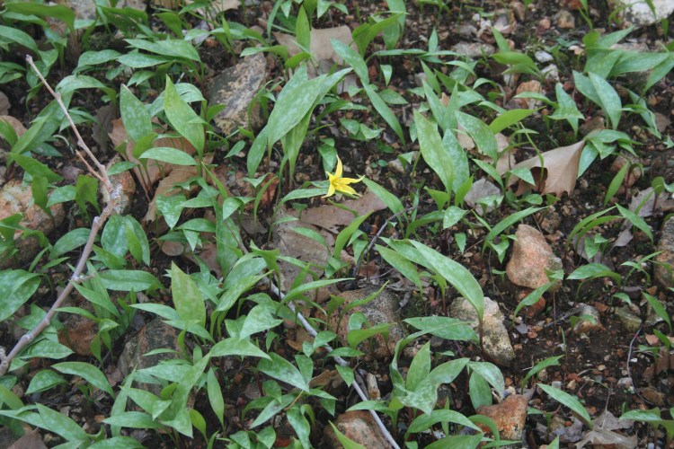 Copyright 2015 by R.A. Robbins