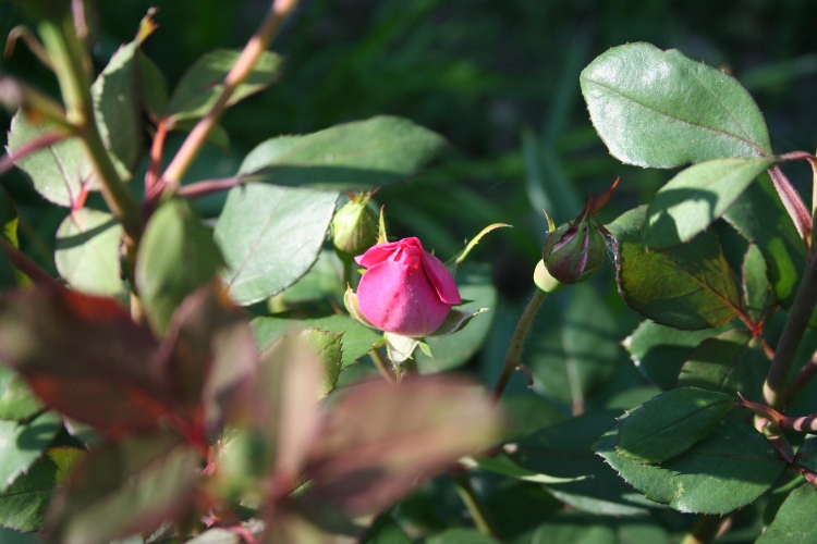 A Perfect Rose Bud Copyright 2015 by R.A. Robbins