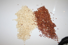 Quinoa -- white and red Copyright 2013 by R.A. Robbins