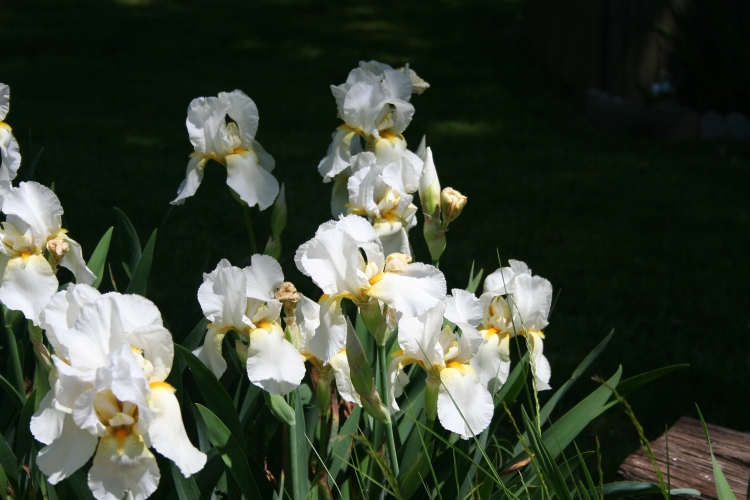 White Irises  Copyright 2015 by R.A. Robbins