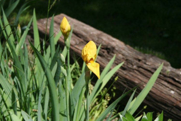 Yellow Iris Buds Copyright 2015 by R.A. Robbins