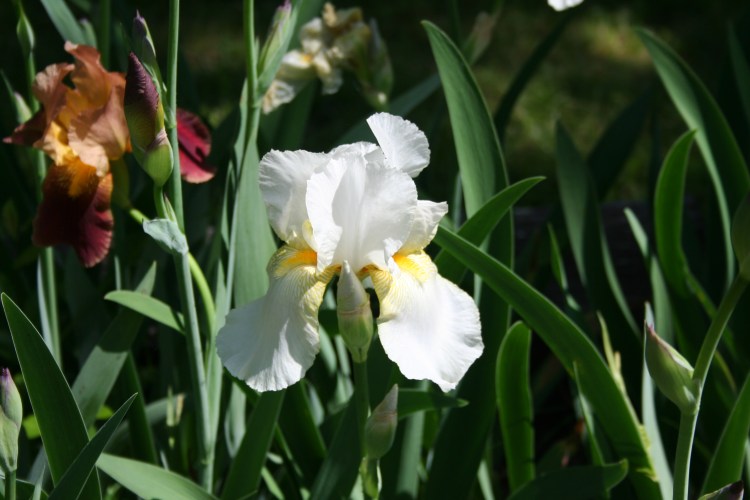 Iris Copyright 2015 by R.A. Robbins