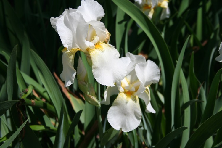2 White Irises Copyright 2015 by R.A. Robbins