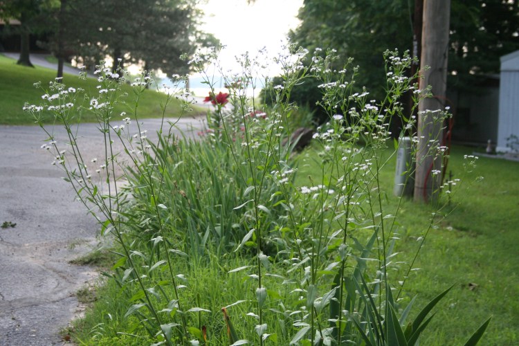 Flowers along the road Copyright 2015 by R.A. Robbins