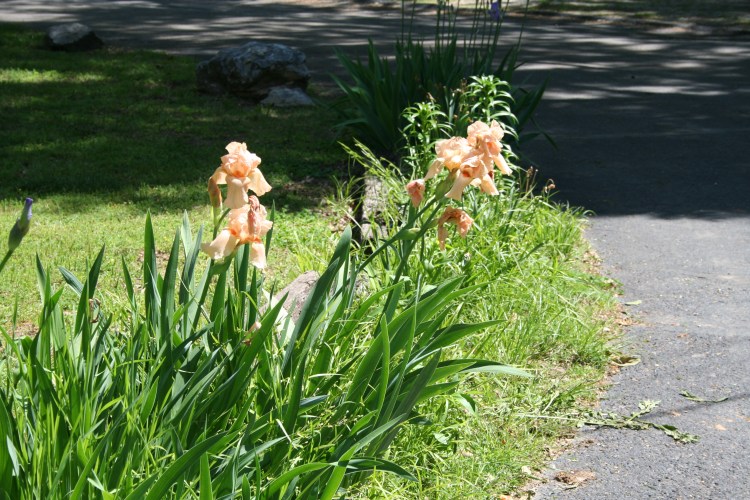 Peach Irises Copyright 2015 by R.A. Robbins