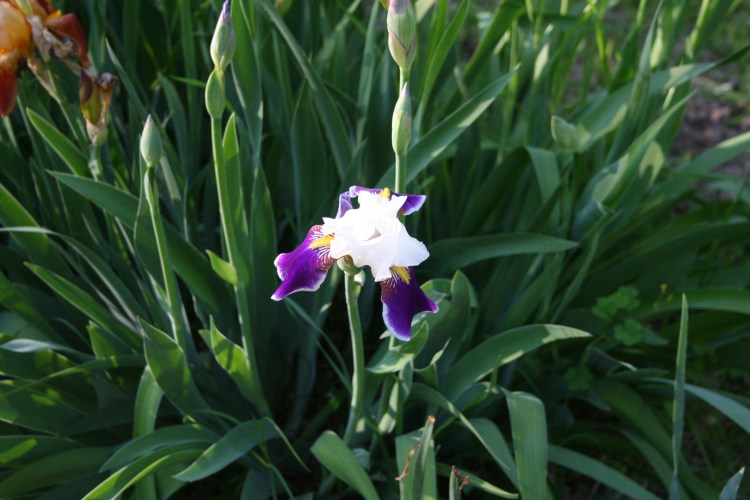 Copyright 2015 by R.A. Robbins