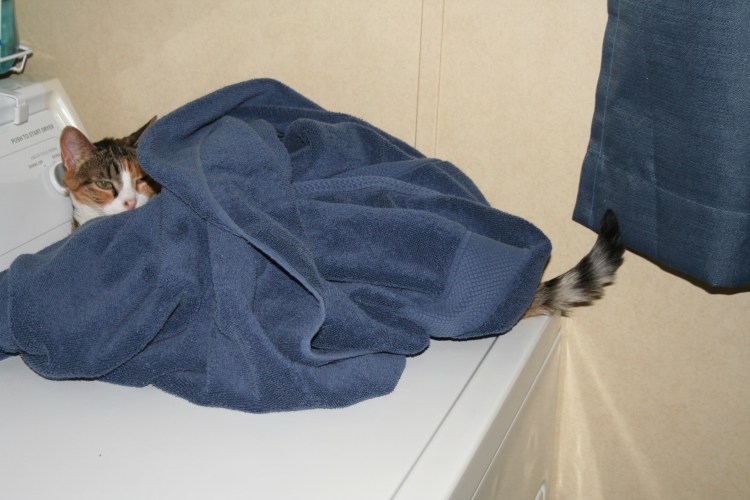 Callie on dryer Copyright 2015 by R.A. Robbins