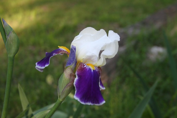 Purple and White Iris Copyright 2015 by R.A. Robbins