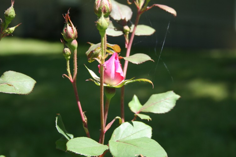 Rosebud with web (can you see it?) Copyright 2015 by R.A. Robbins