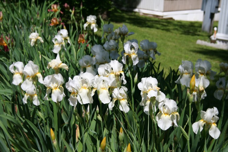 White Iris Group Copyright 2015 by R.A. Robbins